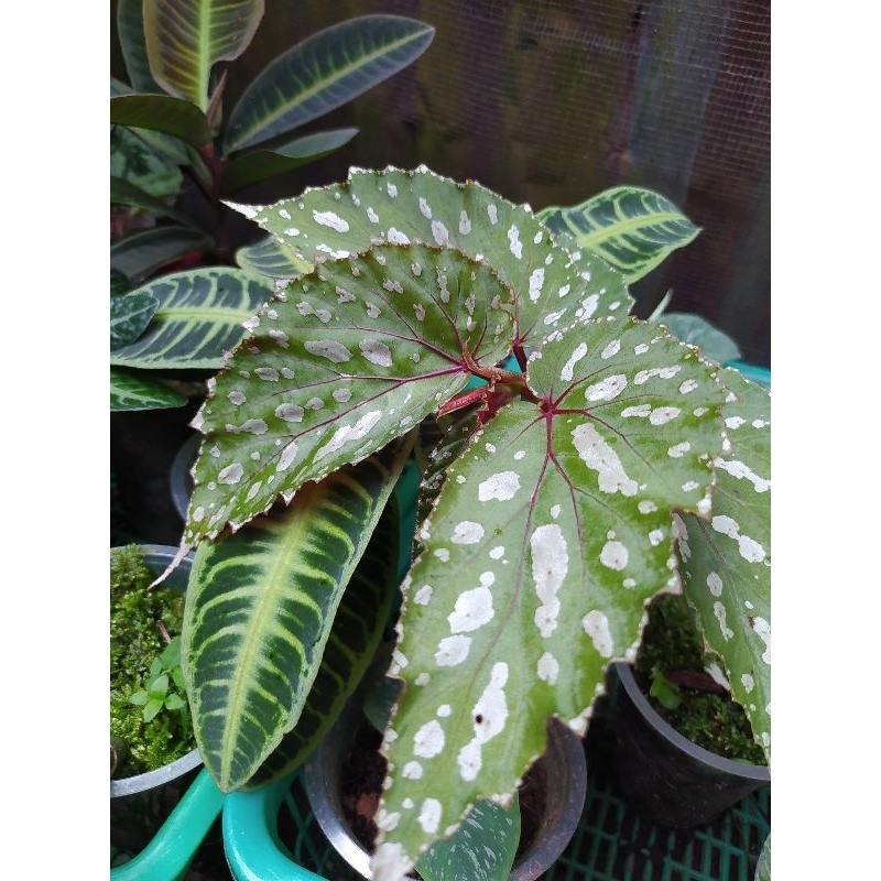 Begonia polkadot sp.borneo / tanaman murah / tanaman begonia