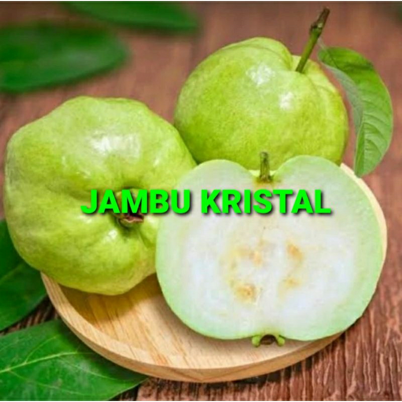 

JAMBU KRISTAL KHUSUS PARA SULTAN 1 KG (PREMIUM QUALITY)