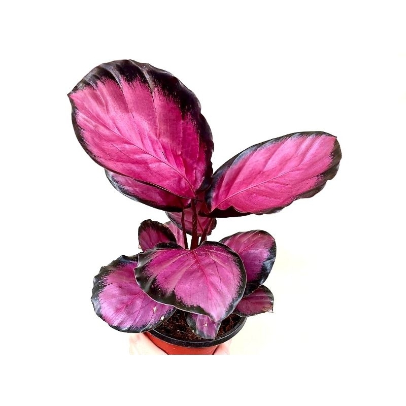Calathea Crimson Pink - Tanaman Calathea Pink Crimson Remaja