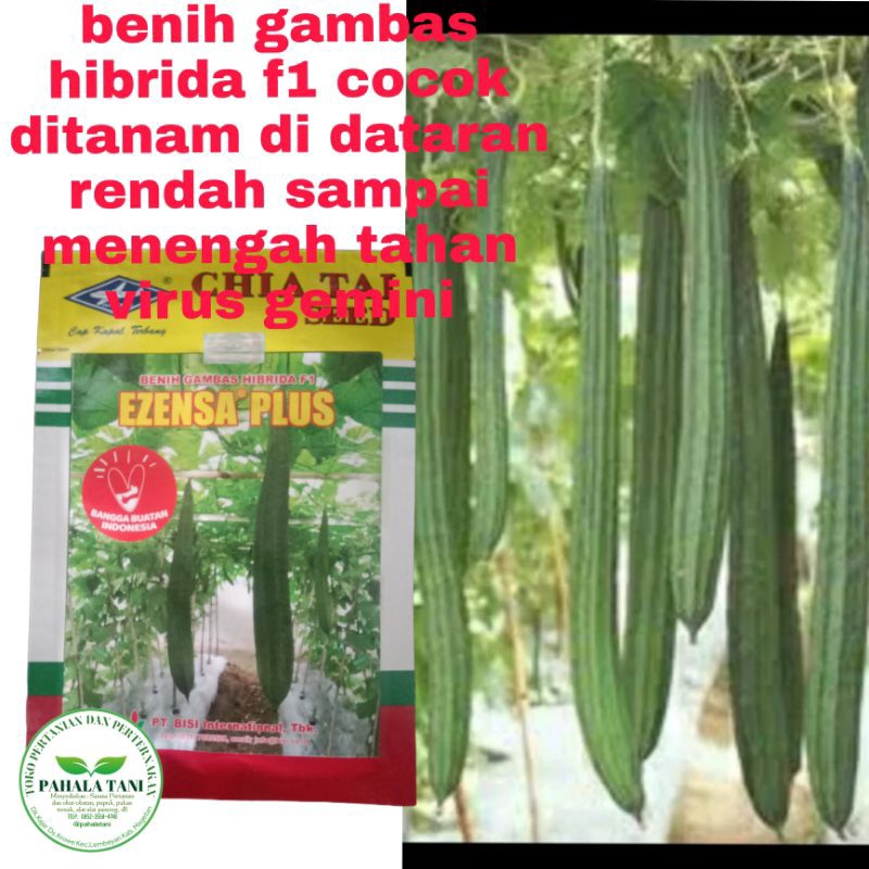 EZENSA PLUS/benih gambas hibrida/bibit gambas/bibit oyong