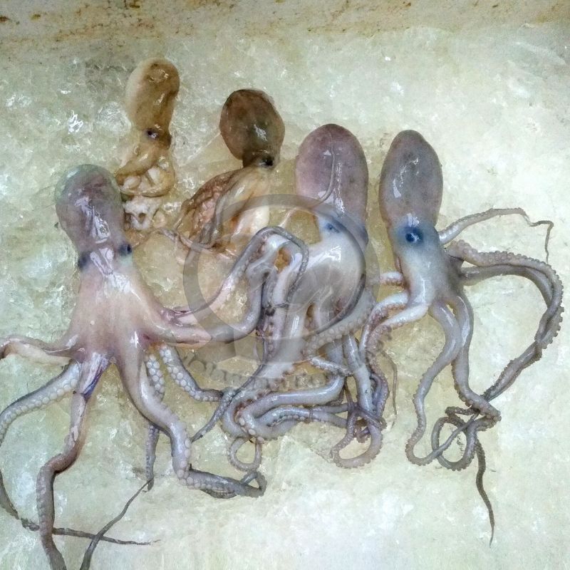 

Gurita / Baby Octopus segar 1 kg