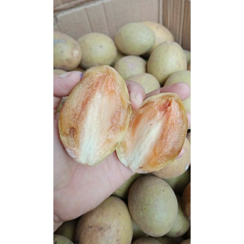 Buah sawo matang manis/sawo madu 1 kg