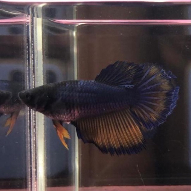 cupang betina halfmoon top