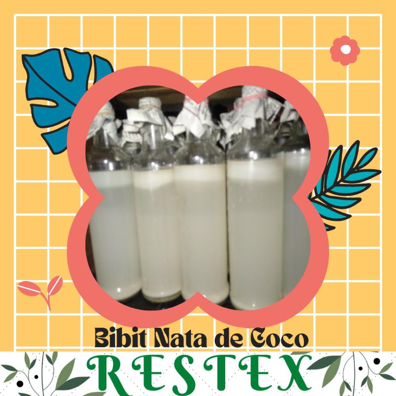 BAKTERI ACETOBACTER XYLINUM-BIANG SARI KELAPA-BAKTERI NATA DE SOYA-NATA DE CASSAVA-NATA DE KAKTUS-BI