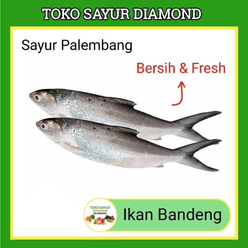 

Ikan Bandeng - Fresh Palembang