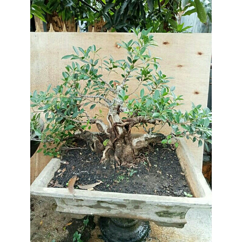 Bonsai Beringin Kimeng Bogel sinergi