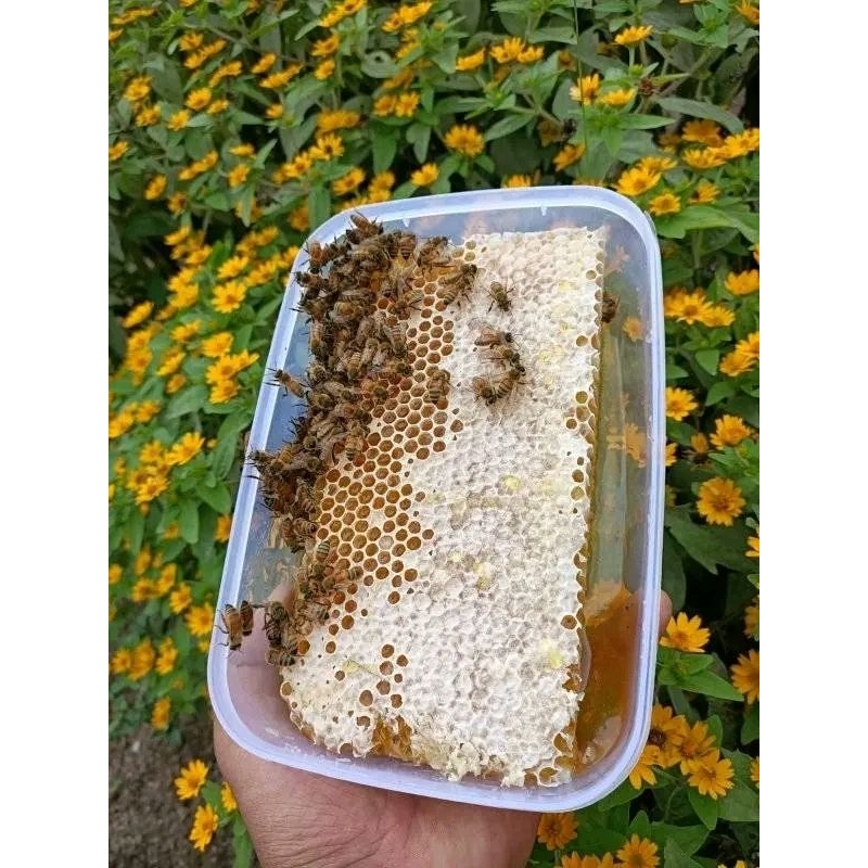 

Madu murni madu sarang 500 gram
