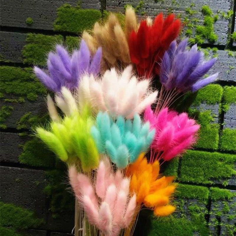 Bunga Kering Lagurus Bunny Tail Flower Dried IMPORT Candy Colour Lagurus Rabbit Bunny Tail Asli Natural Bunga Kering Murah