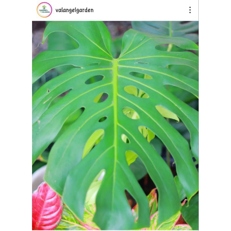 MONSTERA HIJAU MONJO MONSKING MONSTERA VARIEGATA DELICIOSA KING BRAZILIAN