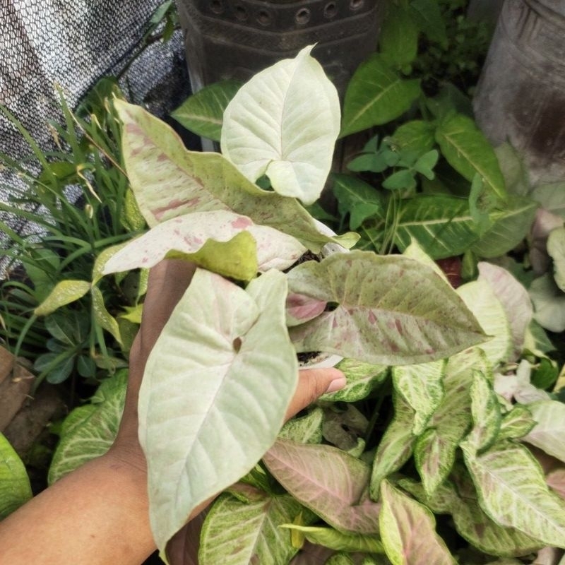 SYNGONIUM MILK CONFETTI / SYNGONIUM MURAH