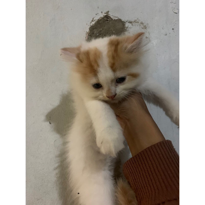 Anak Kucing Himalaya