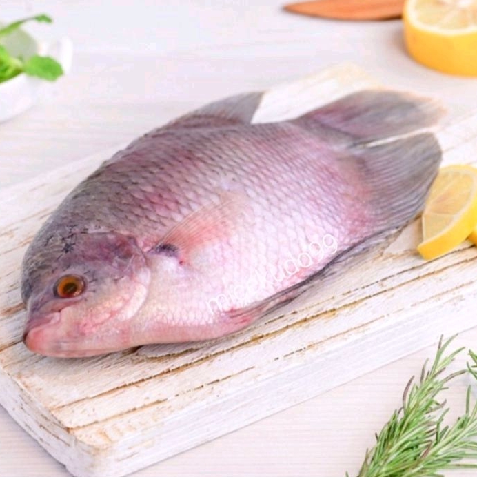 

IKAN GURAMI SEGAR GURAME FRESH NO FROZEN GOURAMI FISH IKAN AIR TAWAR