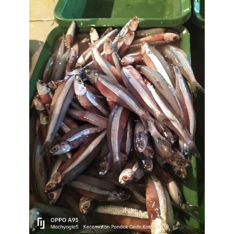 

Ikan Teri Basah B 1kg