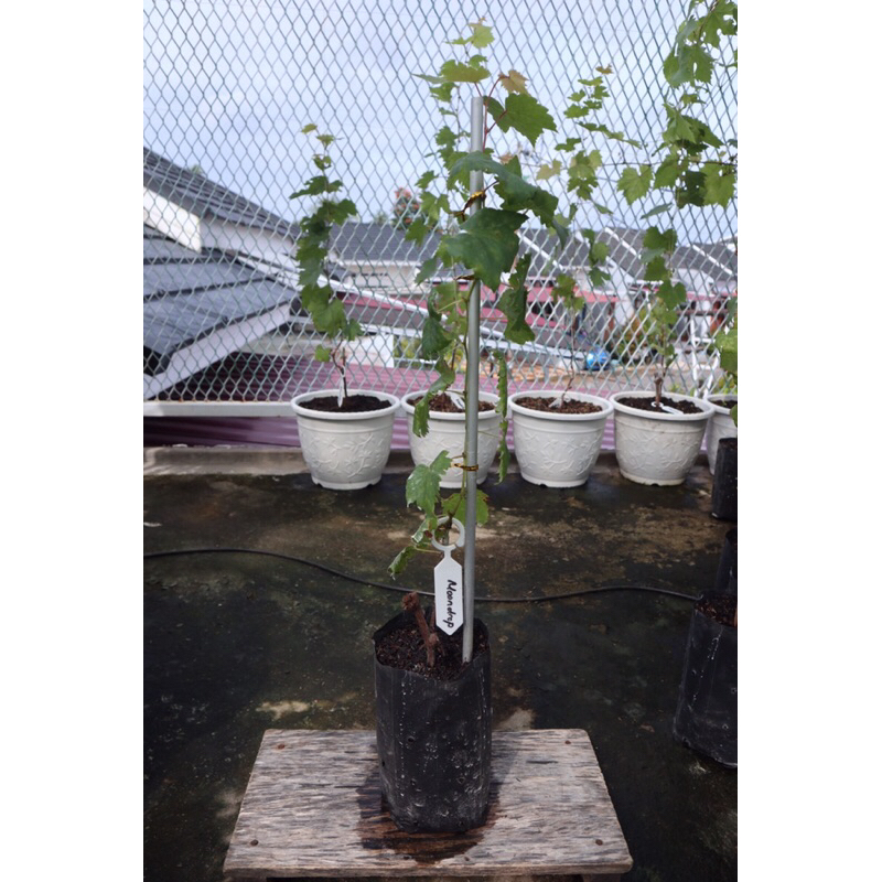 Anggur Moondrop Bibit