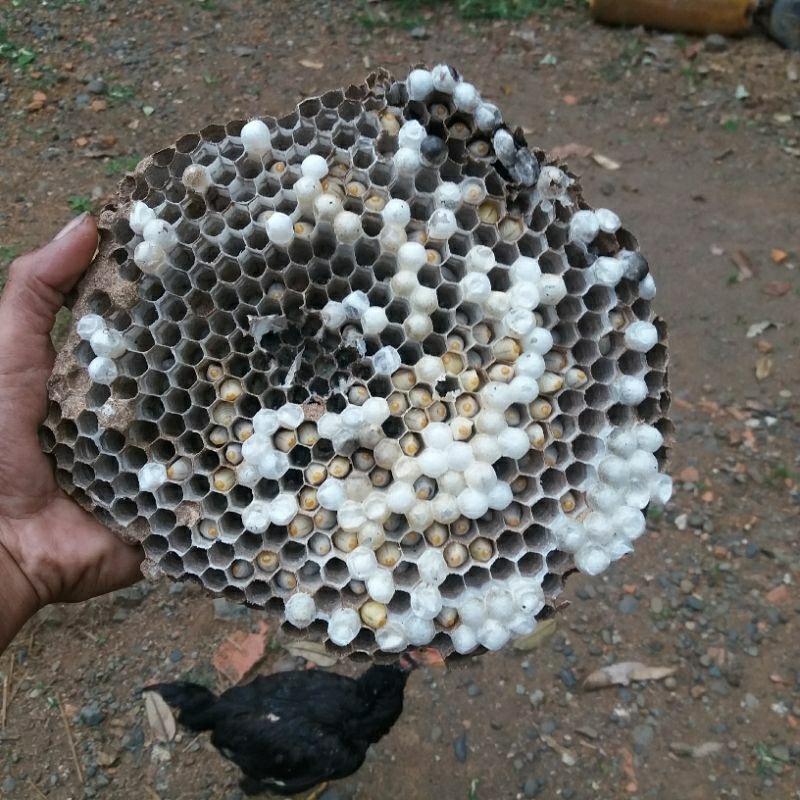 larva tawon 150.ekor