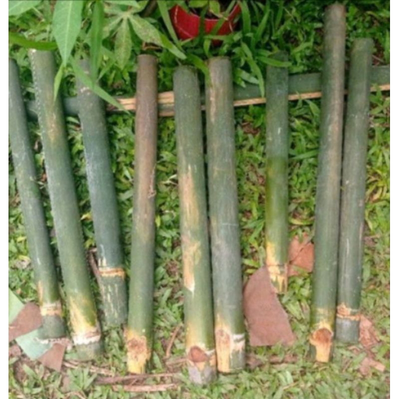 obor bambu tradisional