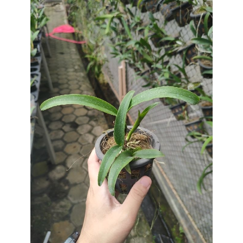 anggrek cattleya hybrid remaja