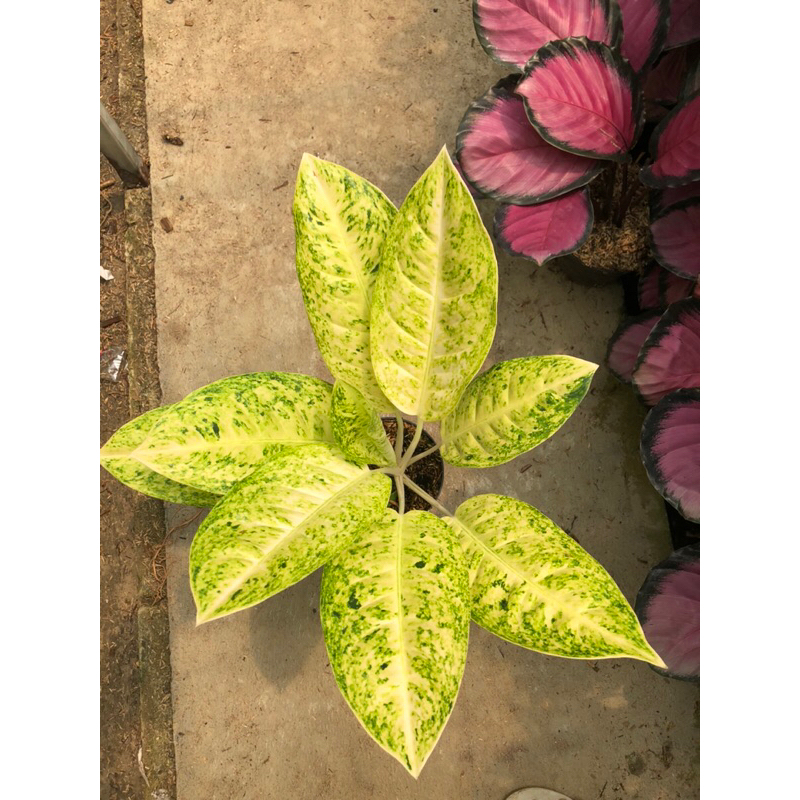 Aglaonema Bigroy White Jumbo Lokal