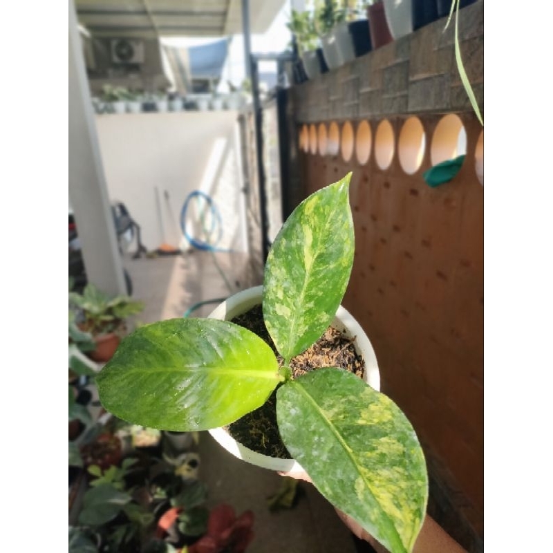 Diven Panglima Varigata