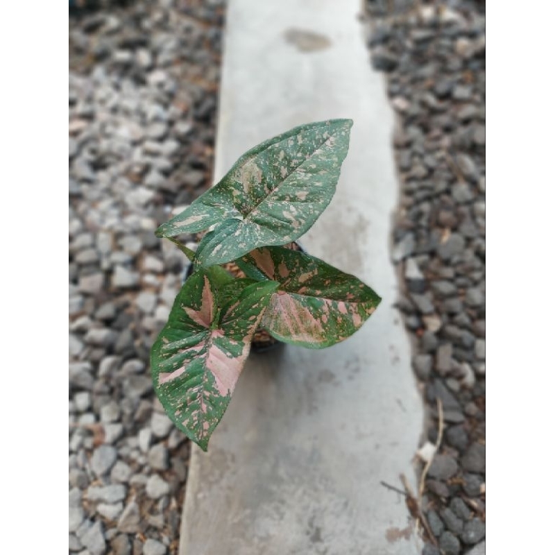 Syngonium Pink Allusion Real Pict