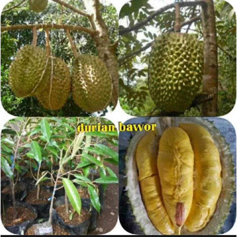 Bibit Durian Bawor okulasi 1 meter
