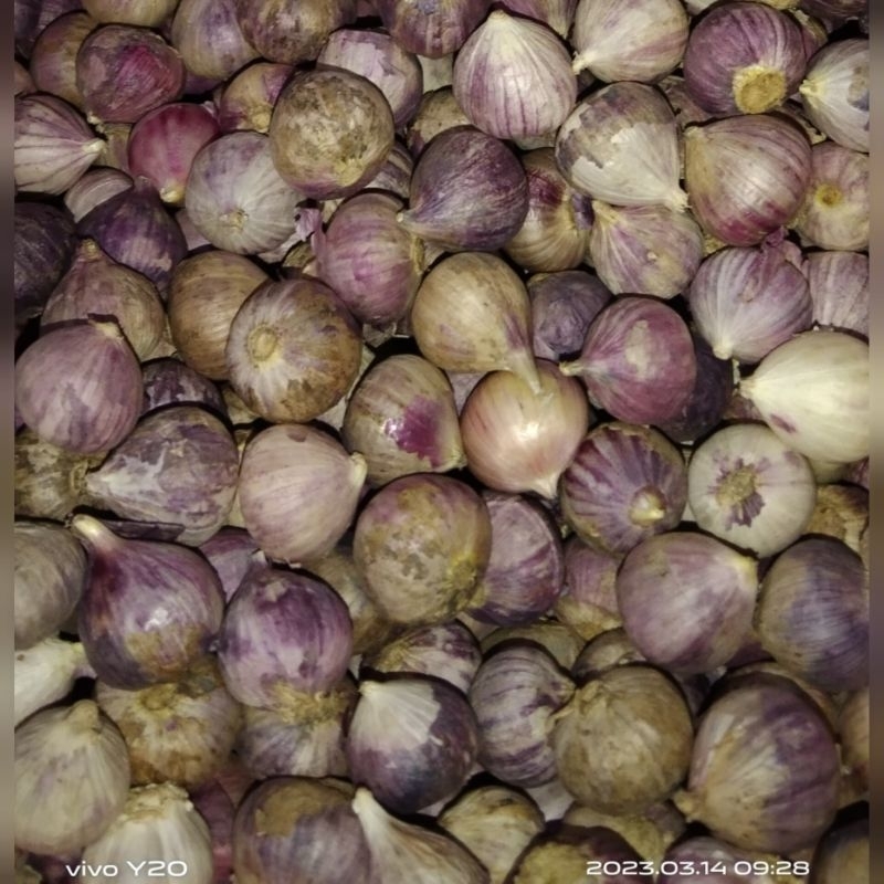 

bawang putih tunggal bawang lanang 250grm