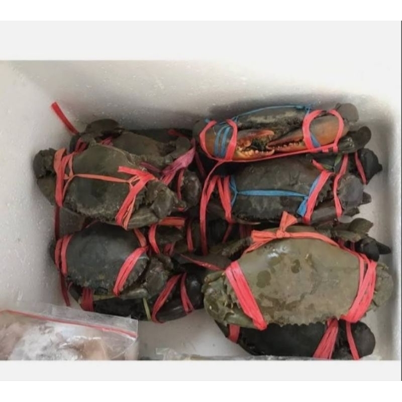 

KEPITING BAKAU