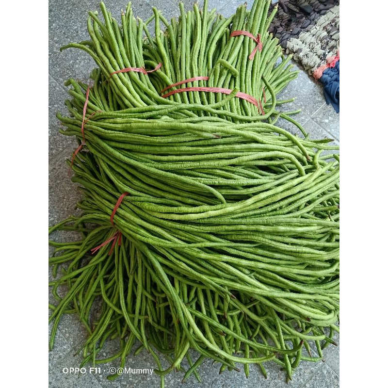 Bibit Kacang Panjang merah putih generasi ke 2