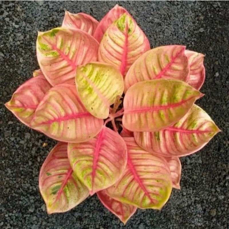 aglonema romantic love - tanaman hias aglonema romantic love - aglonema merah murah berkualitas