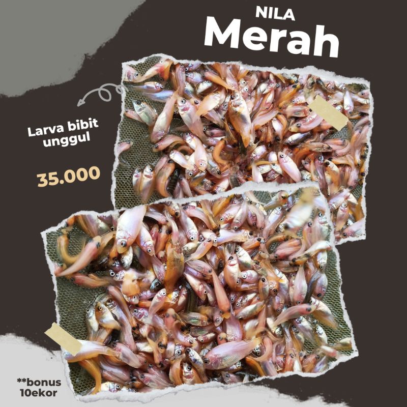 larva nila merah bibit nila unggul paket 125 ekor