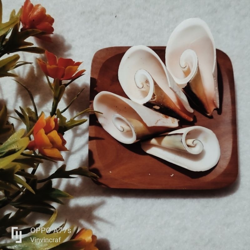 10pcs Cangkang Kerang Kupasan Kuping Untuk Craft - Kerang - Kulit Kerang