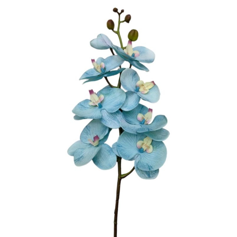 anggrek latex premium warna biru