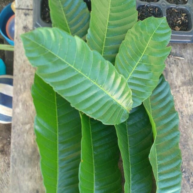 

Daun matoa segar 25 lembar, mengobati batu ginjal