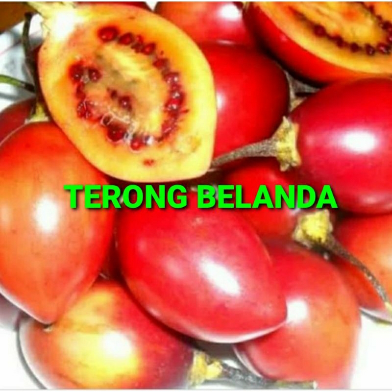 

TERONG BELANDA KHUSUS PARA SULTAN 1 KG (PREMIUM QUALITY)