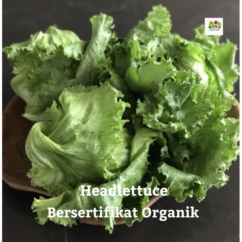 

1kg Lettuce Headlettuce 100% Sertifikat Vegetable Murah Sehat Healthy Life Grosir Supermarket