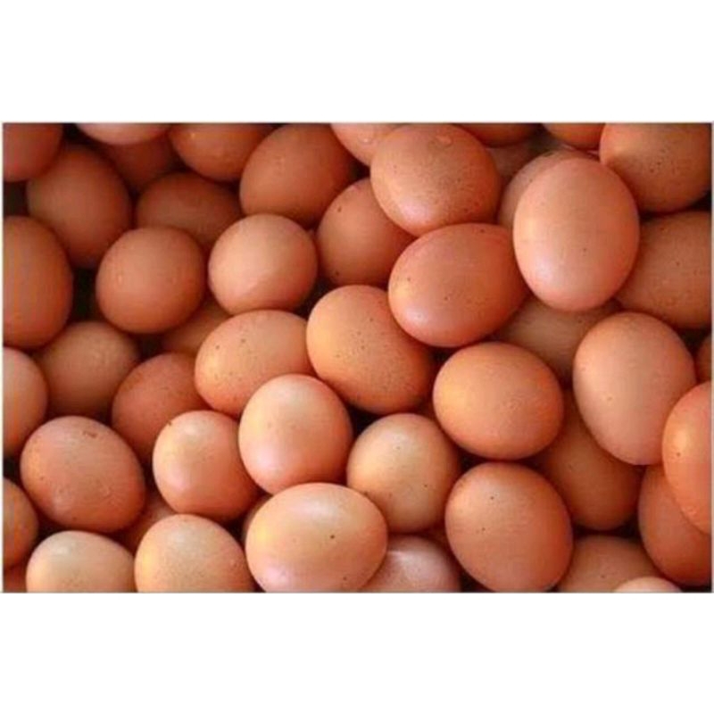 

Telur Ayam/ Telor ayam 1 pack isi 10 butir ( baca deskripsi)