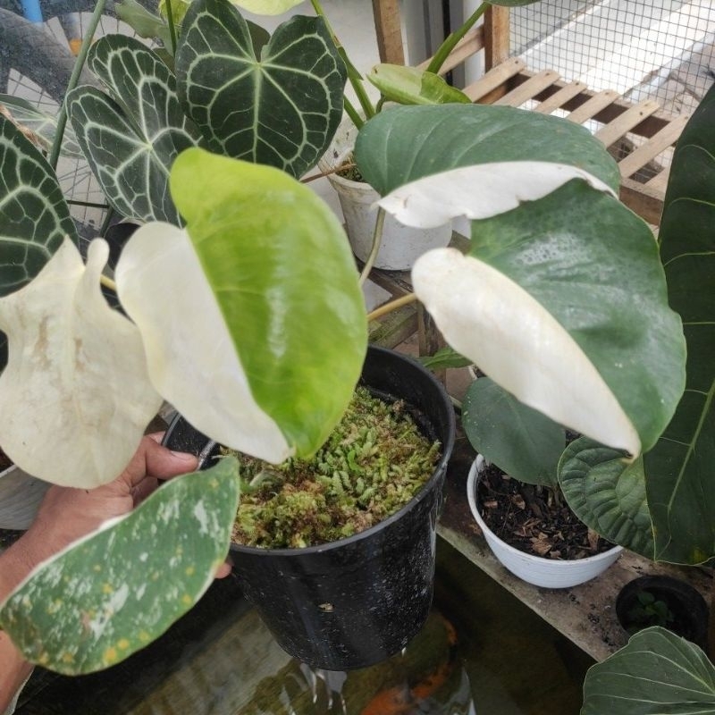 Monstera Variegata White Tiger