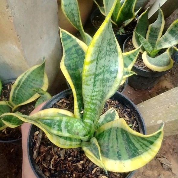 Sansevieria Twister Sister Tanaman Hias Sanse Twister Tanaman Indoor Sansivera Twister