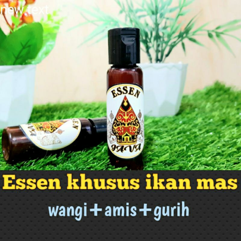 ESSEN IKAN MAS/essen sang juara/JUARA KOLAM