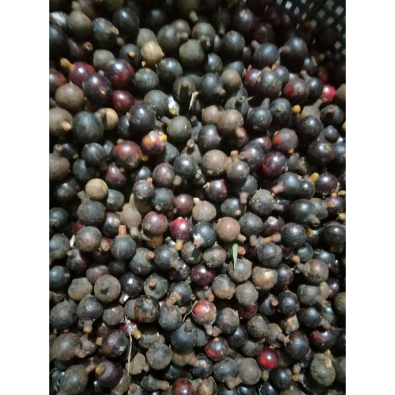 biji palem dop