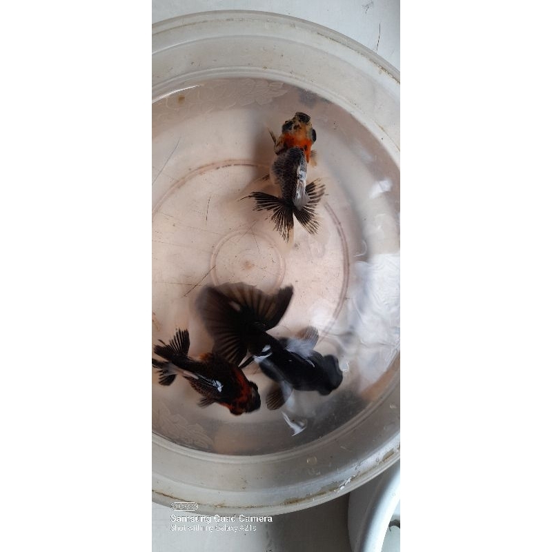 ikan koki bali 2 ekor .merah dan hitam