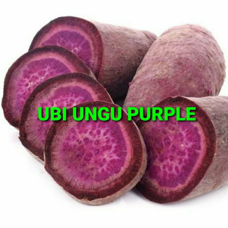 

UBI UNGU PURPLE KHUSUS PARA SULTAN 1 KG (PREMIUM QUALITY)