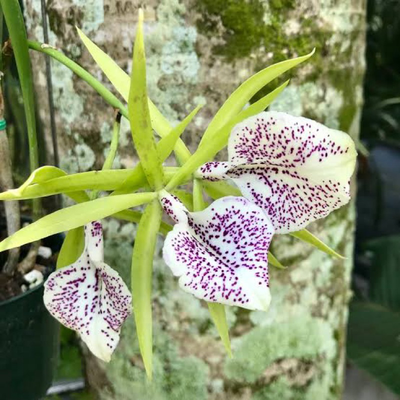 Anggrek Cattleya Green Bird | Catleya Greem Bird | Brassocattleya Green Bird | Cattleya Murah | Catt