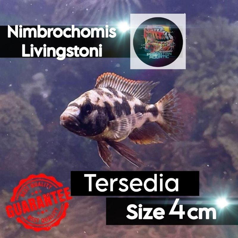 Cichlid Nimbrochomis Livingstoni
