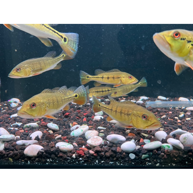 PBASS INTERMEDIA PURE 20-22cm