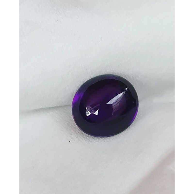 KECUBUNG UNGU BENTOL ASLI BORNEO KALIMANTAN