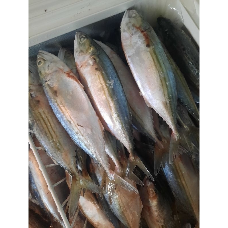 

Ikan Banjar / Ikan Kembung / Ikan salam