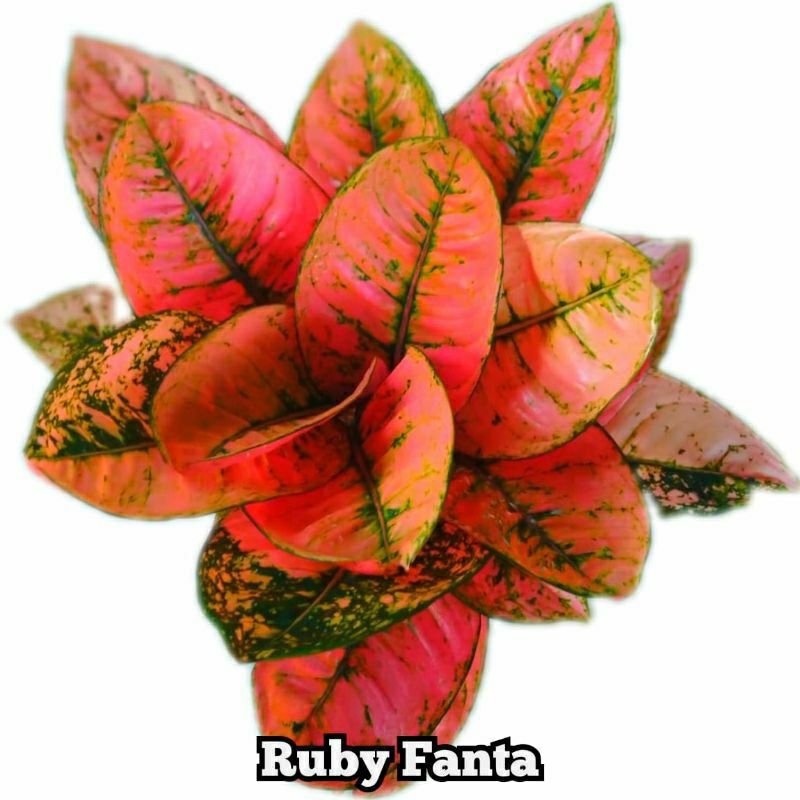 Promo tanaman hias aglonema ruby fanta asli di jamin 100%