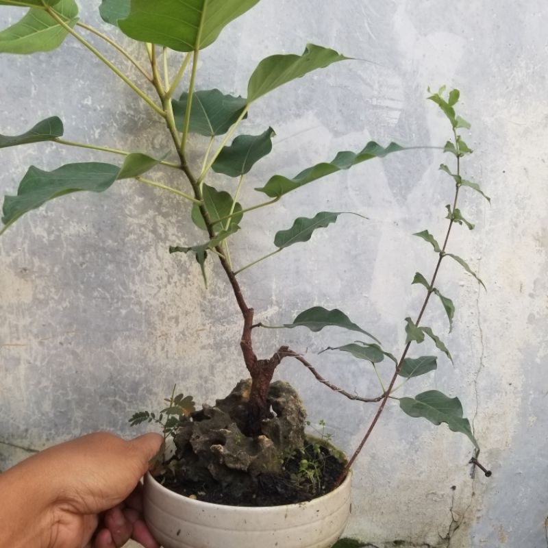 Bahan bonsai ficus bodhi