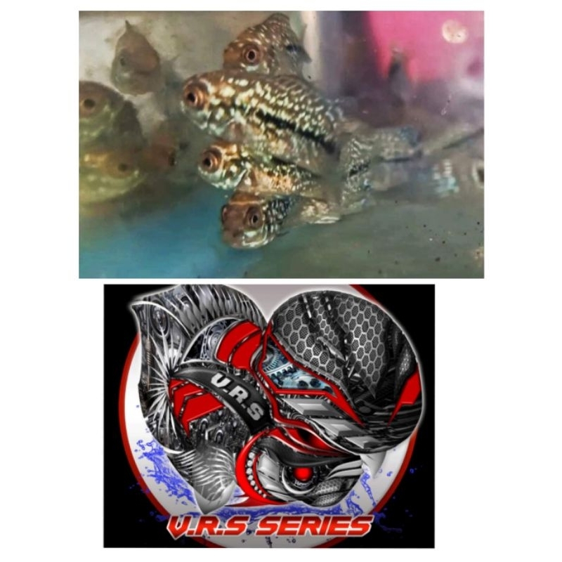 burayak louhan Kamfa F2 Cross face VIP VRS Series ✅